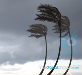 palms-in-the-storm-100156365