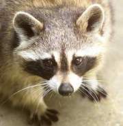 Raccoon