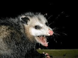 images possum